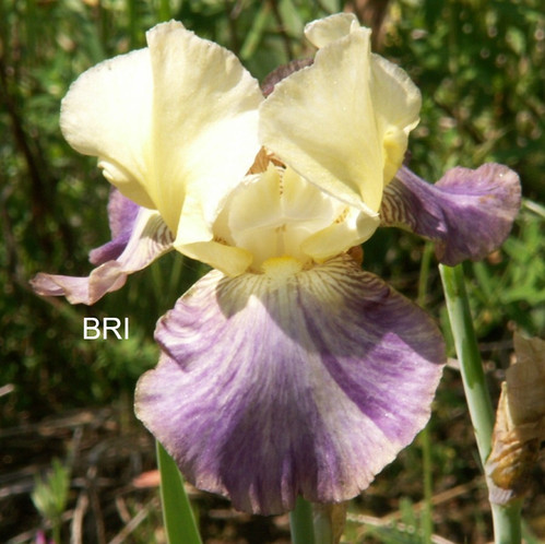 Abigail Nicole | Black Ridge Iris