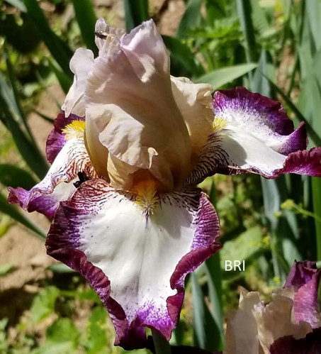 Raspberry Cheesecake | Black Ridge Iris