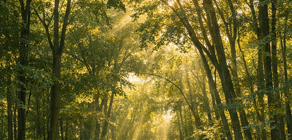 Trees illuminated by soft sunlight in a quiet natural setting.
