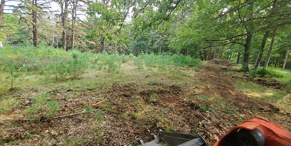 Woods.