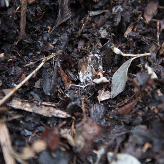 GETTING STARTED WITH COMPOSTING IN 2020