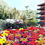 Miniatura: 🌺 HOLAMBRA 38°Expoflora - SP FESTIVAL DAS FLORES 2019 🌺