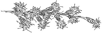 Blazing star illustration_edited_edited.