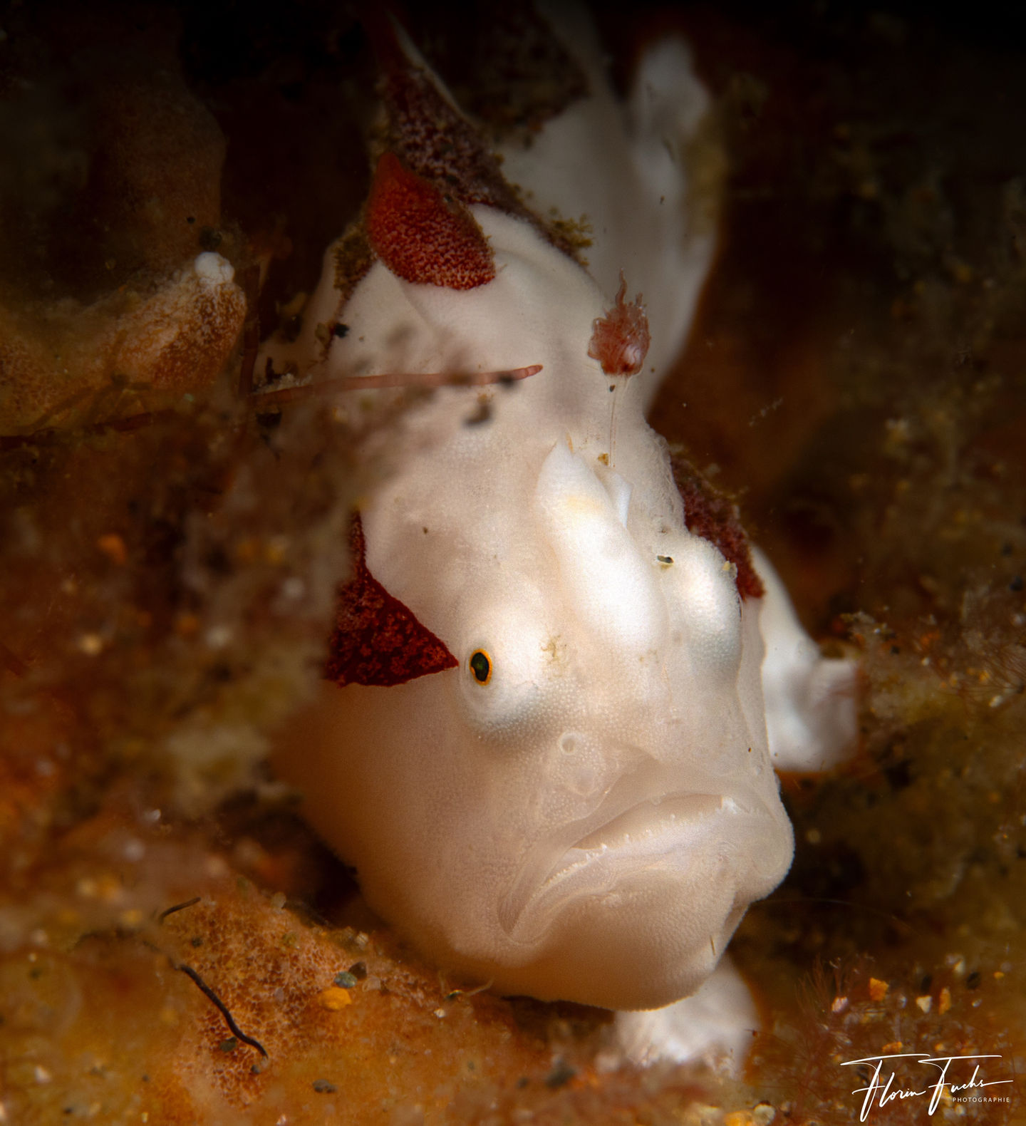 Tauchen Philippinen Buceo Anitao 2023-24-5213