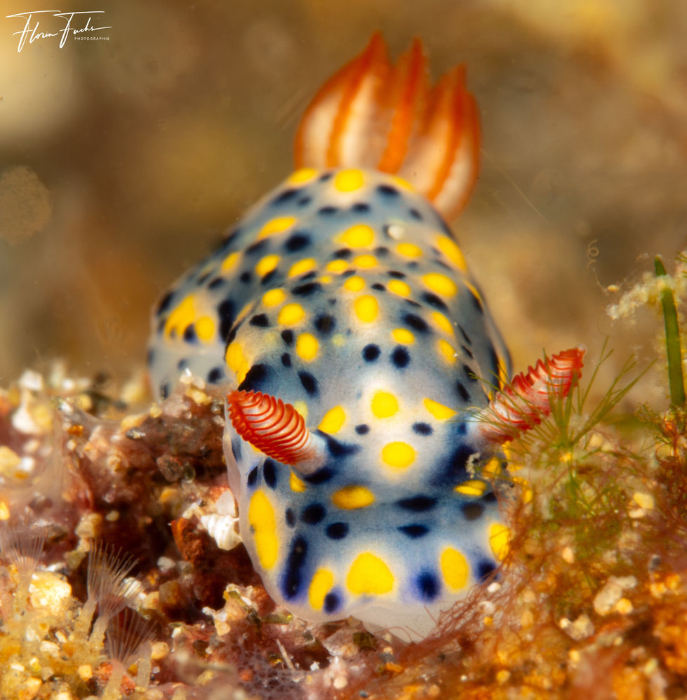 Tauchen Philippinen Buceo Anitao 2023-24-5214