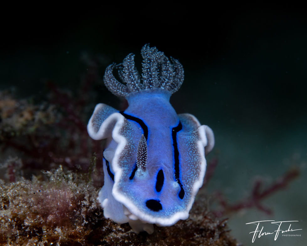 Tauchen Philippinen Buceo Anitao 2023-24-4647