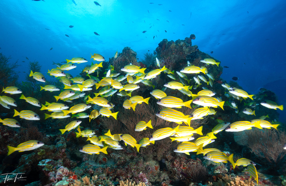 Tauchen Malediven Vilamendhoo 2024-5693