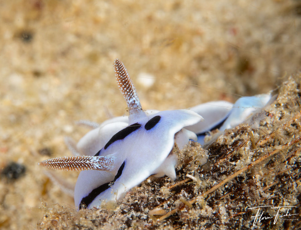 Tauchen Philippinen Buceo Anitao 2023-24-5019