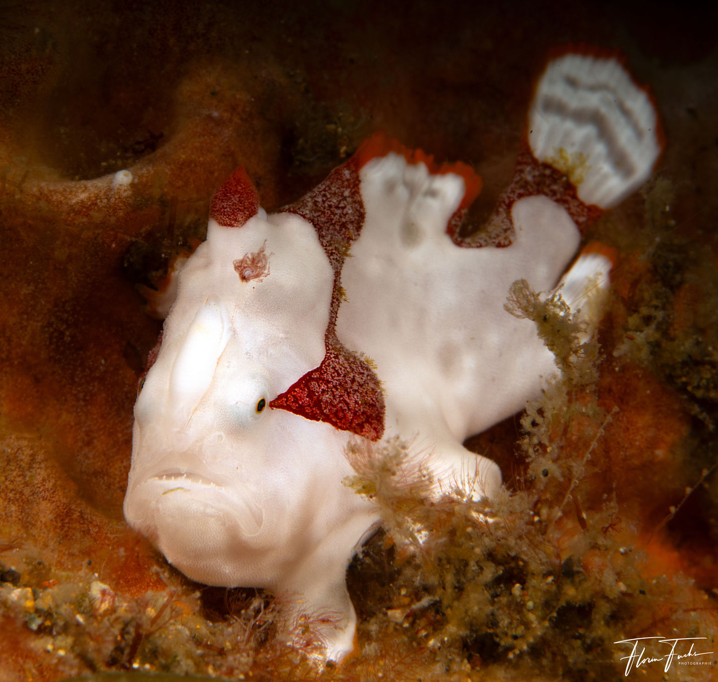 Tauchen Philippinen Buceo Anitao 2023-24-5207