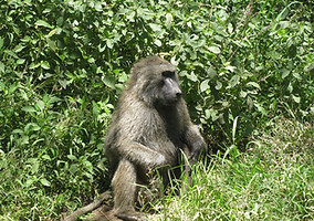 Monkey at Lake Nakuru, hiding in the bushes