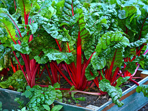 Swiss Chard