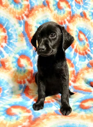 Dolly's puppy at 10 weeks old, picture # 3.jpg