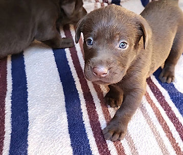 Puppies at 4 weeks old picture # 6.jpg