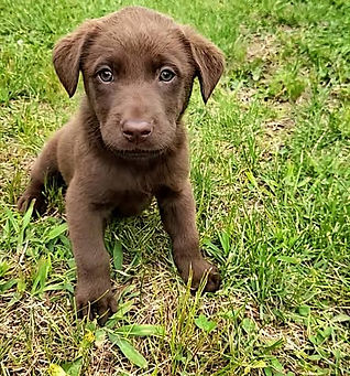 Puppies at 6 weeks old picture # 1.jpg