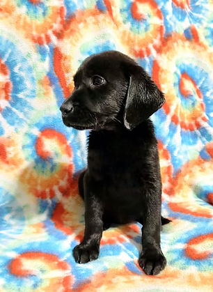 Dolly's puppy at 10 weeks old, picture # 4.jpg