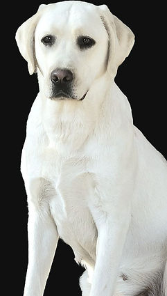 Dolly_edited.jpg