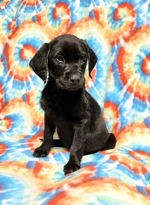 Dolly's puppy at 10 weeks old, picture # 1.jpg
