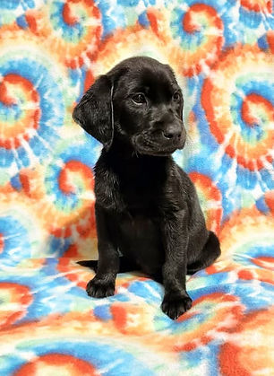 Dolly's puppy at 10 weeks old, picture # 2.jpg