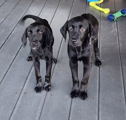 Maggie's black females at 4 months old.jpg