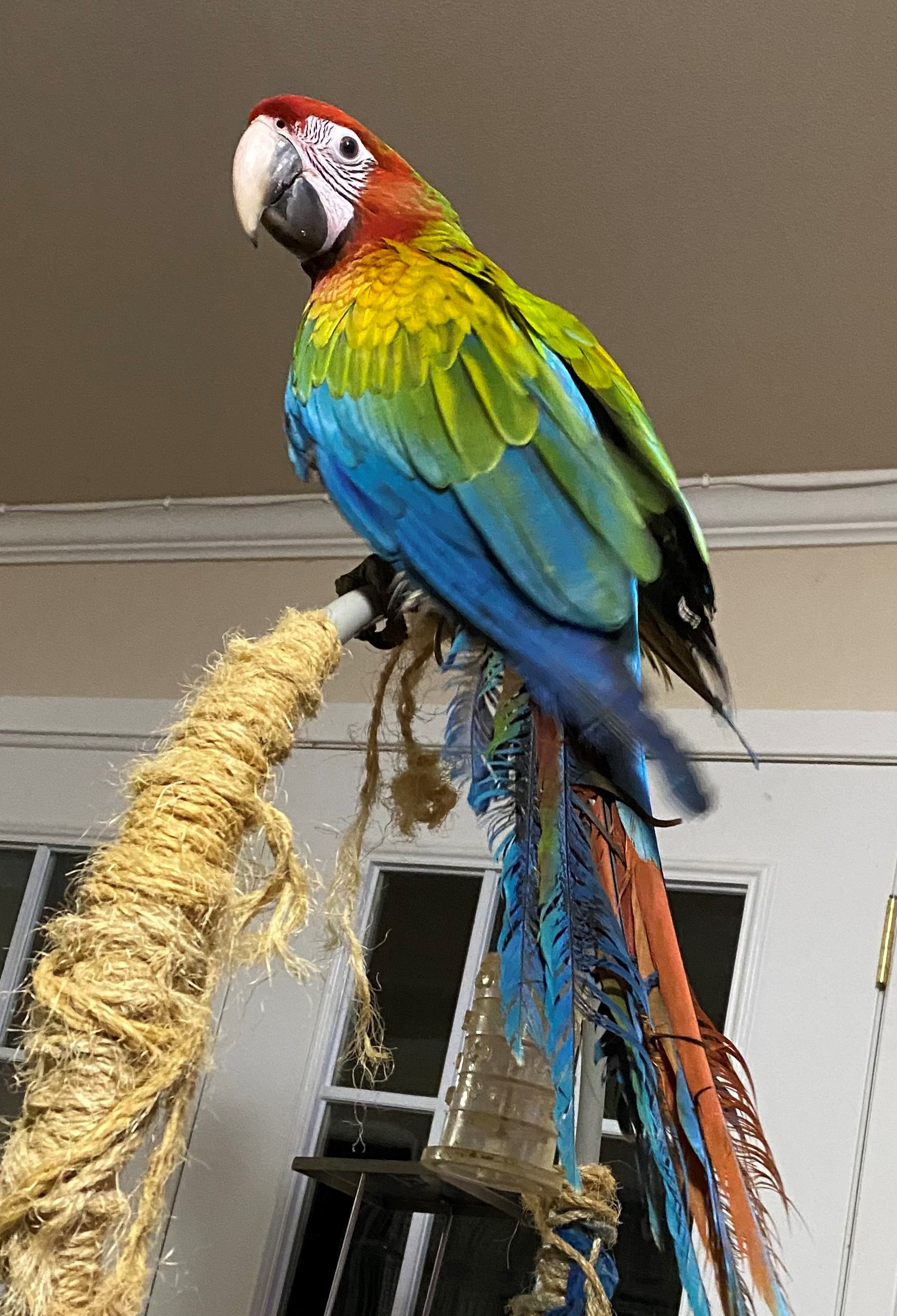 Skittles Talent Htm Animal Talent