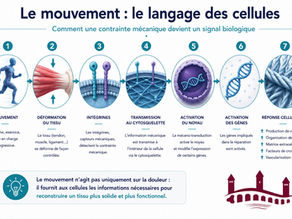 Exercice thérapeutique: pourquoi le mouvement est indispensable à la réparation des tissus