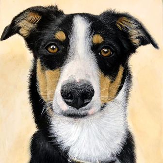 Dog portrait