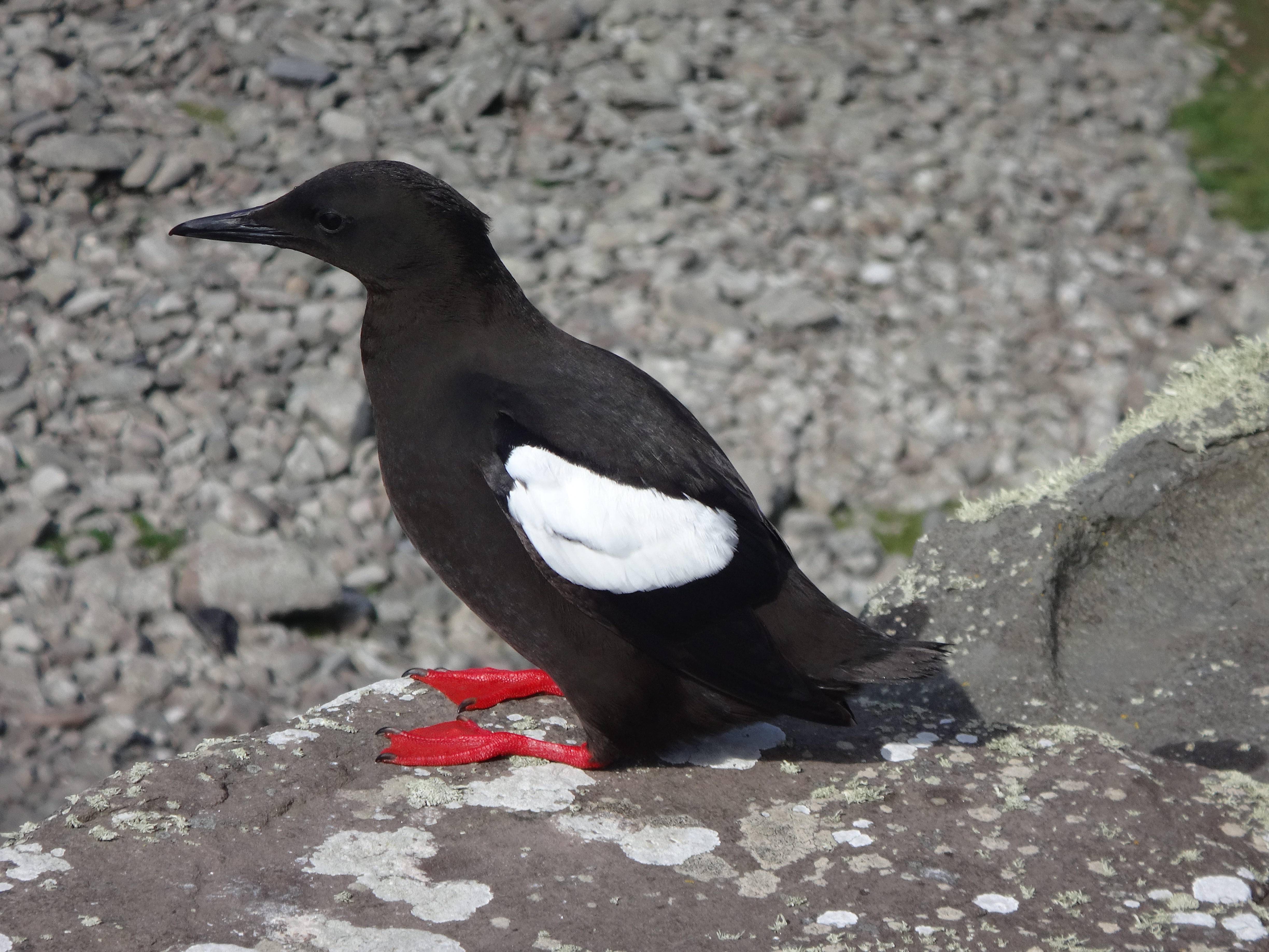Black Guillimot