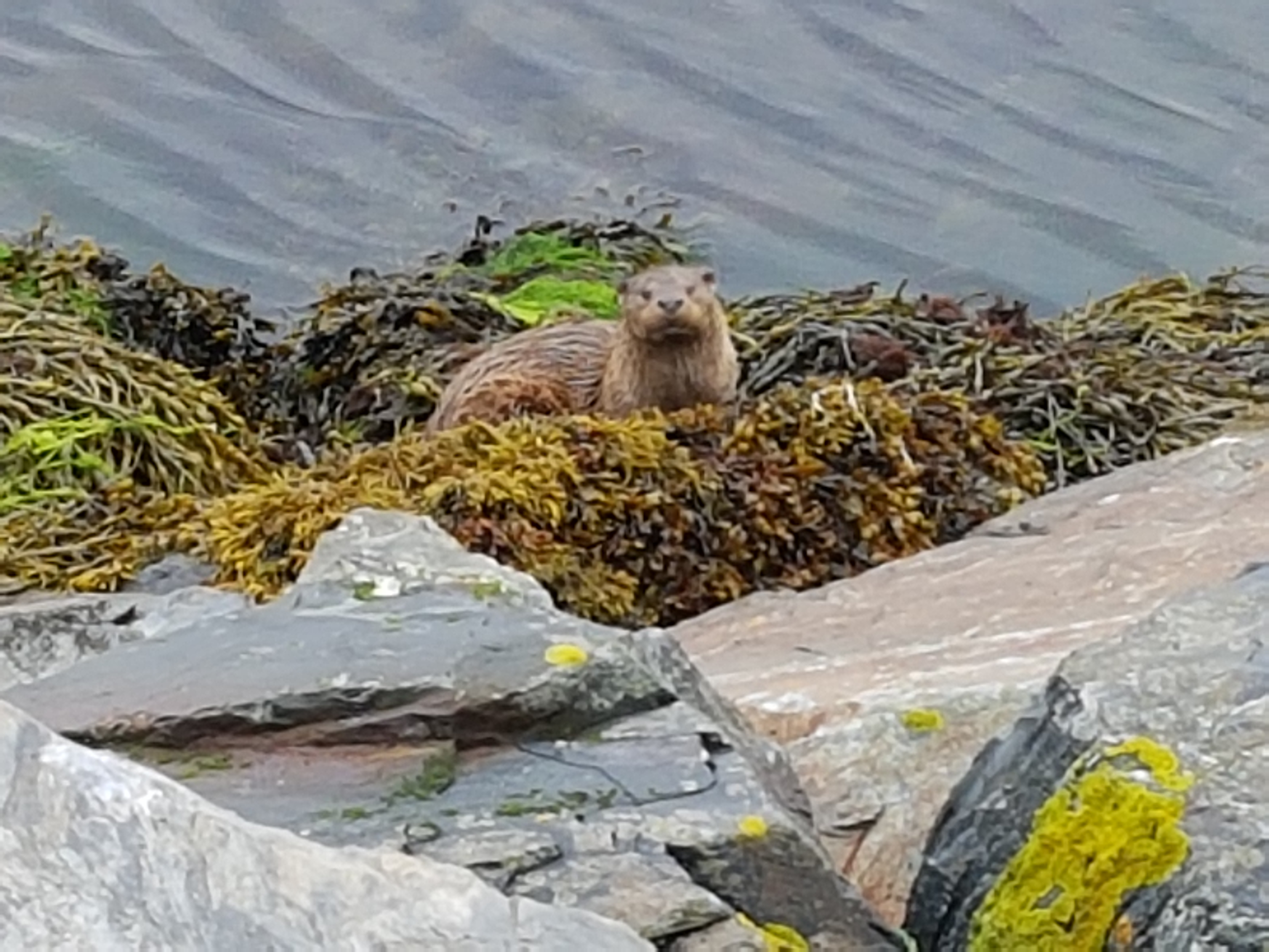Otter