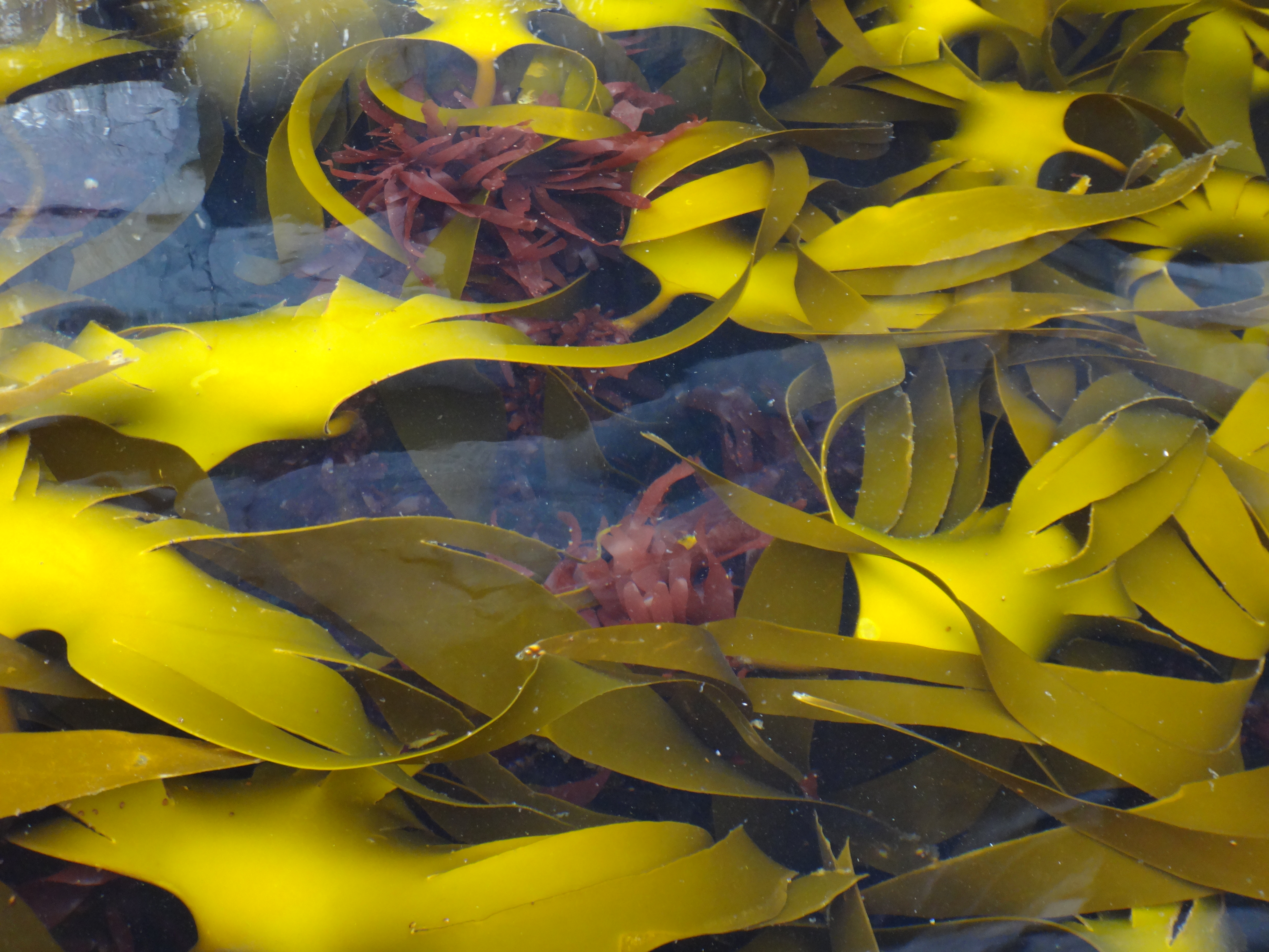 Kelp off the coast