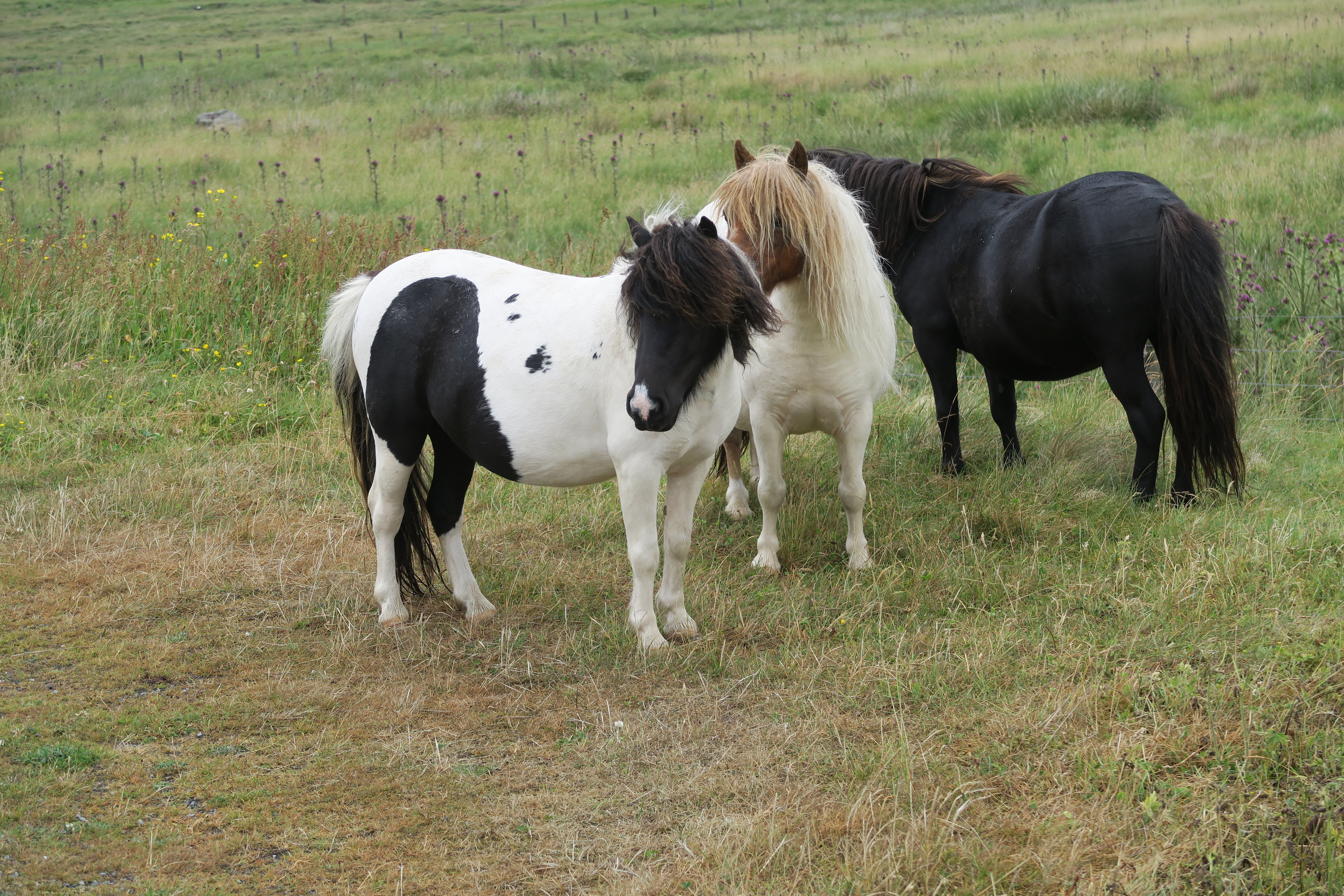 Shetland ponies