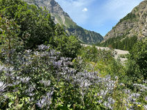 Les Chardons Bleus de la Vallée du Fournel