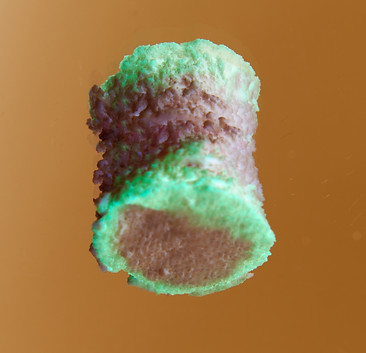 FutureFood05.jpg