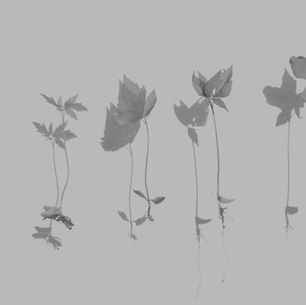 Young plants at different stages of growth, symbolizing talent development, leadership readiness, succession planning, and long-term organizational growth.
