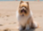 fluffy dog on a beach in evanston illinois.jpg