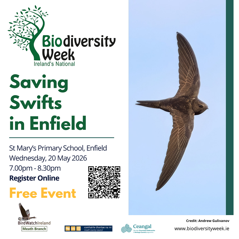 Saving Swifts in Enfield