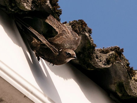 10 Years of Swift Conservation in Trim
