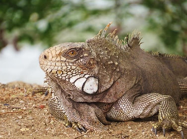 lagarto.jpeg