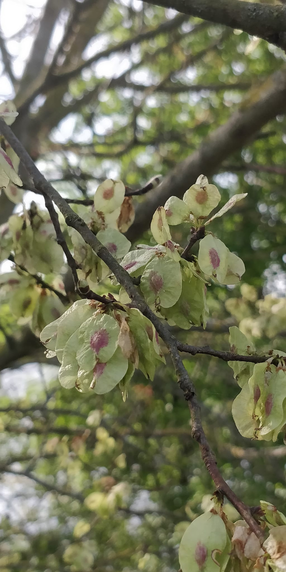 #orme #elm #fleurs de bach