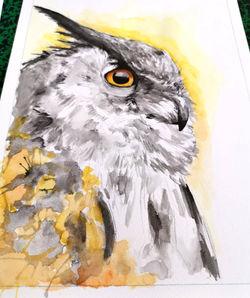 chouette aquarelle