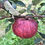Thumbnail: Rose de Berne