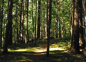 woodland-burials.jpg