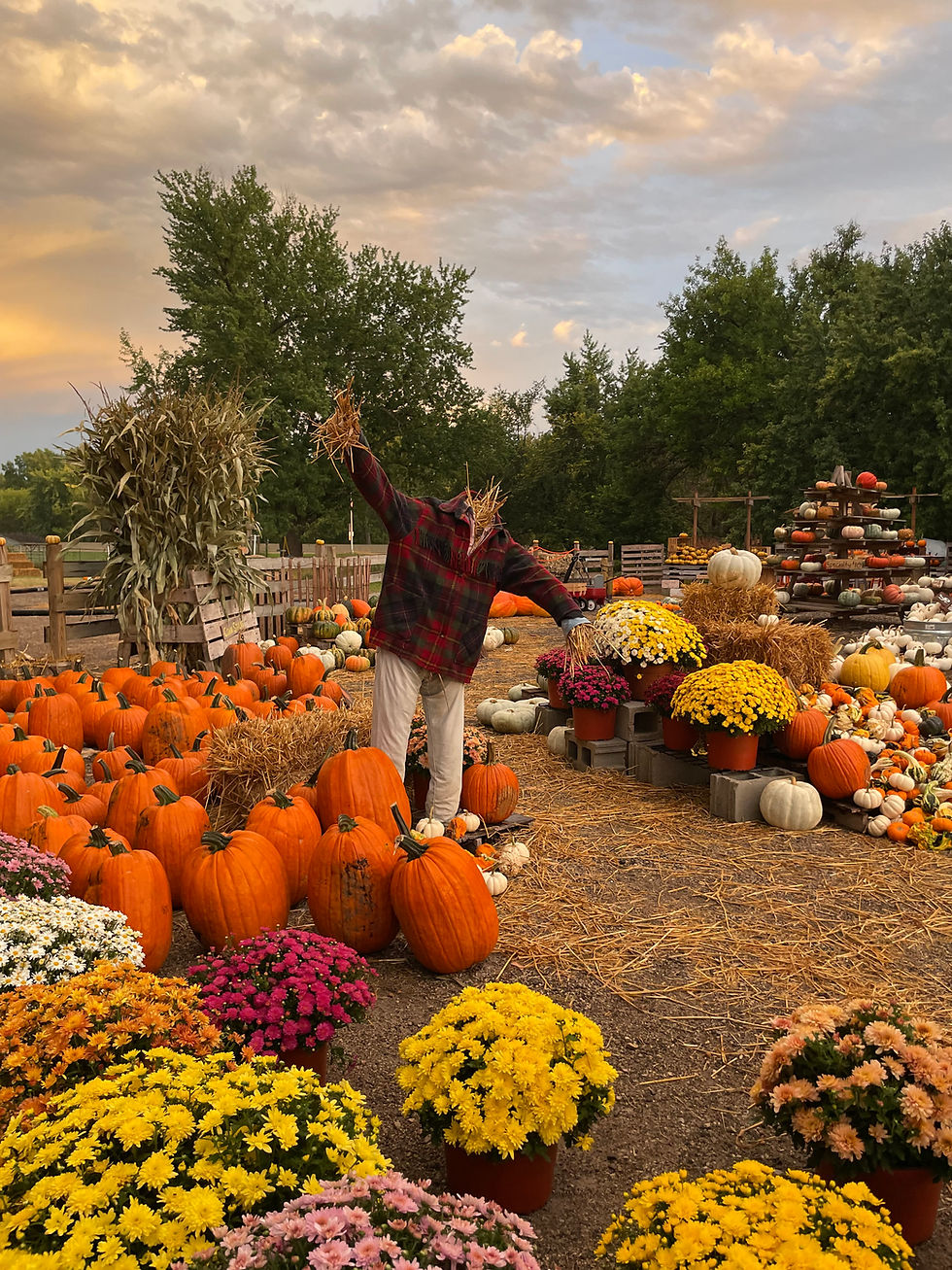 Pumpkin patch with a scarecrow.