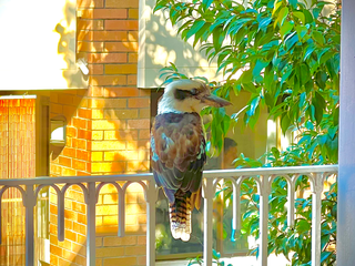 「 生活找趣事 |Kookaburra到訪|寧靜中的驚喜|#好預兆 |叫聲像人大笑的 #笑翠鳥 」
