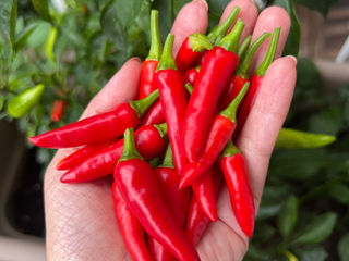 「双城记|指天椒🌶️收成提醒我的事 |疫情期间培养出来的好习惯|你延续了几项?」