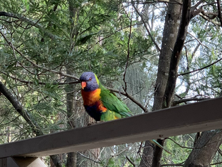 「 M式旅記 |雙城記|鸚鵡🦜茶席 」