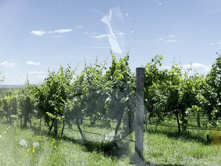 「 M式旅記｜Leura山上小鎮午餐 ｜藍天白雲一路開到葡萄酒莊｜Orange Winery 」