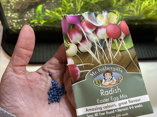 「 生活找趣事 |移植櫻桃蘿蔔幼苗🌱到菜圃|封城繼續中 |藍色種子的後裔 」
