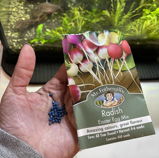 「 生活找趣事 ｜移植櫻桃蘿蔔幼苗🌱到菜圃｜封城繼續中 ｜藍色種子的後裔 」