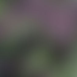 雙城記 | 生活找趣事 |近距離 蜜蜂🐝採蜜