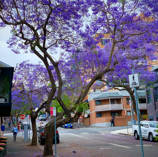 「 雙城記 |藍花楹盛開之時 |Jacarandas Blooming | 屬於紫色的季節 」